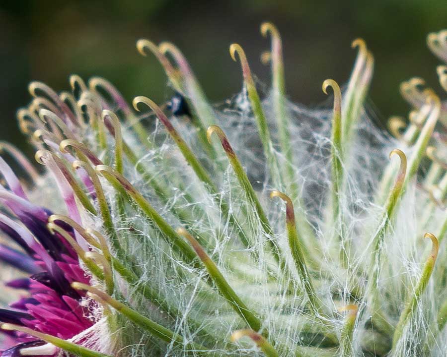 Arctium nemorosum / Bardana selvatica